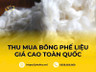 thu mua bông phế liệu