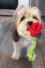 Pawty Toys Tug n treat Rose
