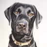 PET PORTRAITS