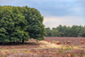 10x bloeiende heide op de Veluwe