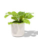 bloempot Ø11.7x11.5cm keramiek - HEMA