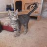 Kätzchen vom Tierschutz Spanien adoptieren❤️