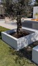 DIY | Olijfbomen in plantenbakken zetten