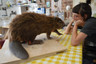 Creating the River Otter Beaver - NatSCA Blogpost